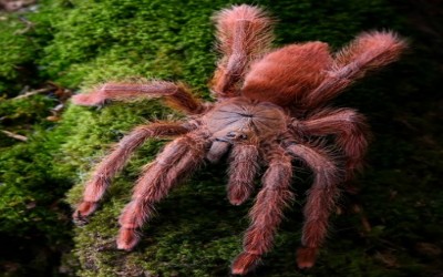 Amazonius Germani Sling Tarantula